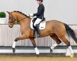 dressage horse Leclerc 4 (Westphalian, 2017, from Lissaro)