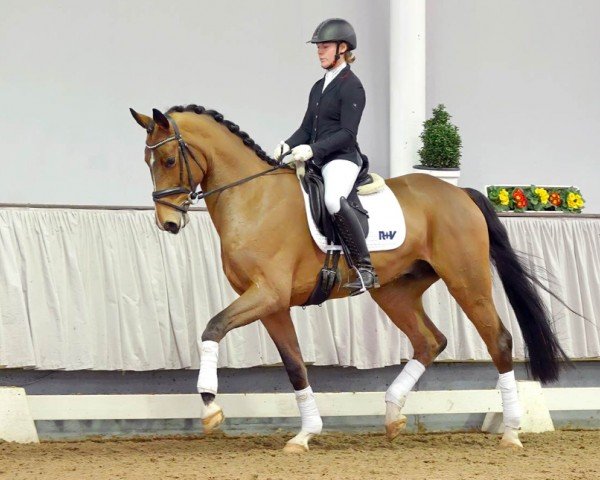 dressage horse Bentley (Westphalian, 2016, from Bon Coeur)