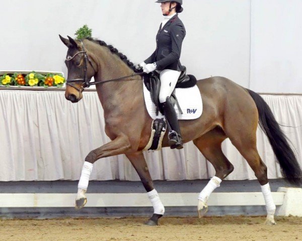 dressage horse Millie Mae (Hanoverian, 2017, from Martinez)