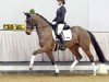 dressage horse Millie Mae (Hanoverian, 2017, from Martinez)