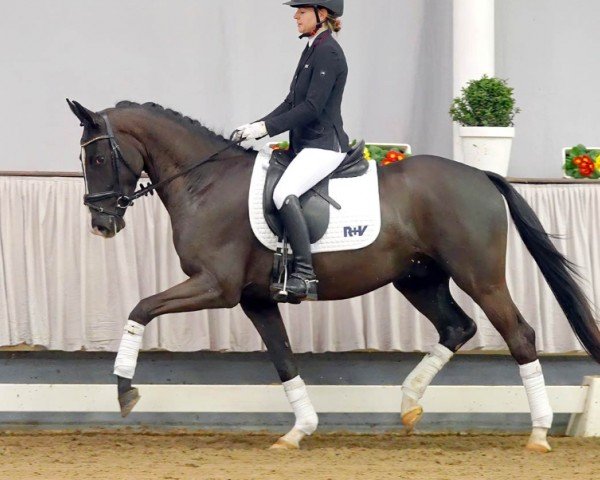 dressage horse Dear Friend (Rhinelander, 2017, from De Niro Gold 3)