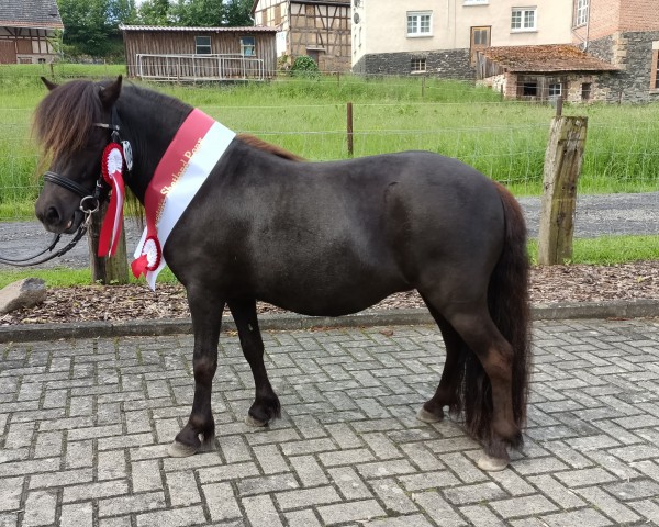 horse Inkognito Yella-L (Shetland Pony, 2021, from Ironhide v't Deerntie)