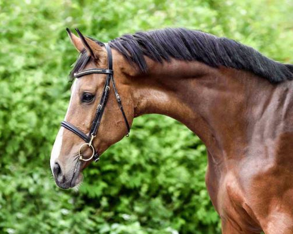 broodmare Cristalies (Westphalian, 2007, from Cristallo I)