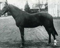 stallion Paquidor AA (Anglo-Arabs, 1968, from Bouton d'Or AA)