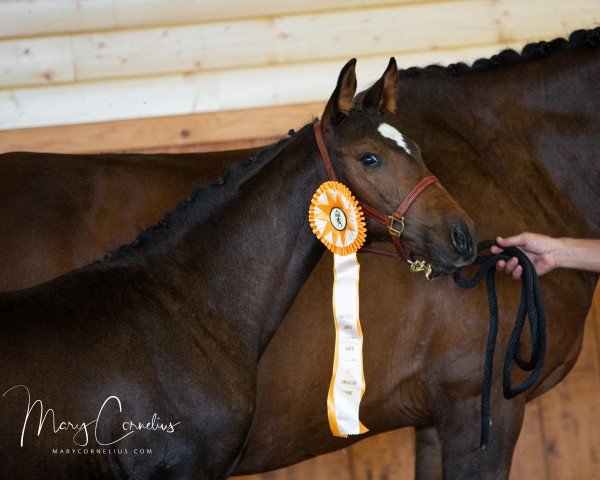 jumper Sympatico Coeur (KWPN (Royal Dutch Sporthorse), 2022, from Quel Homme de Hus)