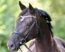 broodmare Fleur d'or (KWPN (Royal Dutch Sporthorse), 2010, from Delatio)