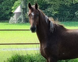 dressage horse Dynamic Diamond (Oldenburg, 2022, from Dynamic Dream)