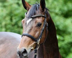 broodmare Latina AS (Westphalian, 2002, from Lancer III)