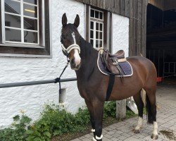 jumper Rg Isaana H CH (Swiss Warmblood, 2016, from Ingo V CH)