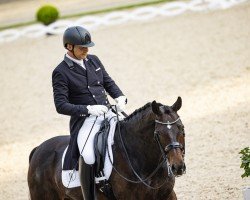 dressage horse Delorenzo B (Oldenburg, 2015, from De Niro)