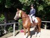 dressage horse Bela Bartok 3 (Hanoverian, 2009, from Ballettmeister)