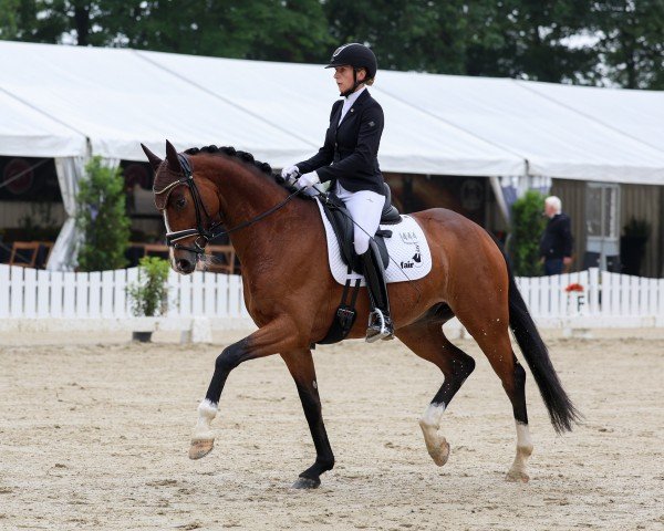 dressage horse Esposito 12 (Austrian Warmblood, 2019, from Escamillo)