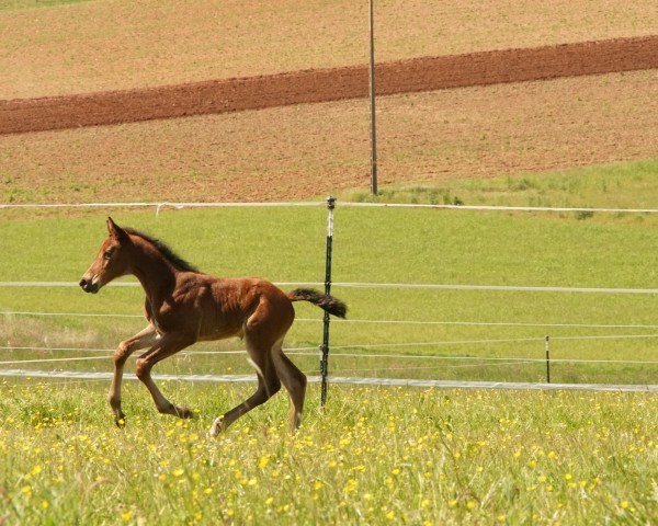 foal by Chocolina Lou Z (Zangersheide riding horse, 2024, from Conrad de Hus)