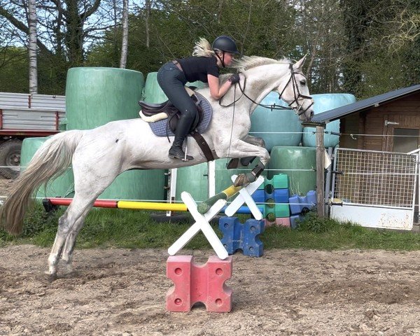 Springpferd Shakira 401 (Hannoveraner, 2008, von Satisfaction FRH)