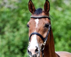 broodmare Rosalie (Rhinelander, 2002, from Riccione)