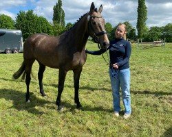 Springpferd Viva Laureen M (Deutsches Sportpferd, 2021, von Vingino)