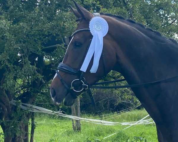 dressage horse Brighton Rock 3 (Westphalian, 2018, from Bonard de Charry)