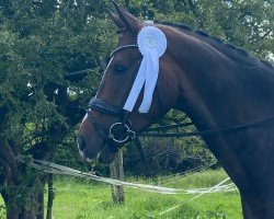 dressage horse Brighton Rock 3 (Westphalian, 2018, from Bonard de Charry)