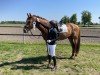 dressage horse Lucardo Larocko (Oldenburg show jumper, 2019, from Lex Lugar)