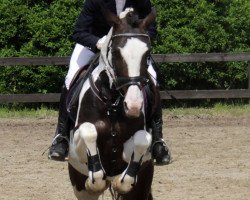 jumper Ha Sioux (Little German Riding Horse, 2007, from Semper)