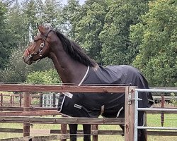 dressage horse Feynman 5 (Oldenburg, 2017, from Fuechtels Floriscount OLD)