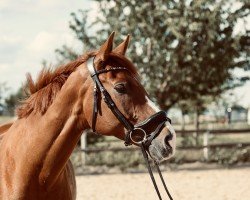 dressage horse Zakileon (Rhinelander, 2015, from Birkhof's Zalando OLD)