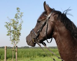 Springpferd Scrabble OLD (Oldenburger Springpferd, 2011, von Straviaty)