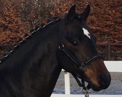 dressage horse Nils das Pony (German Riding Pony, 2014, from Nobel Nagano NRW)