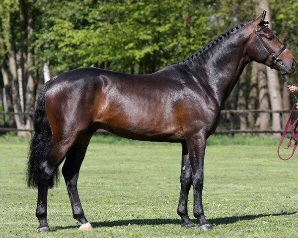 stallion Joint Venture (KWPN (Royal Dutch Sporthorse), 2014, from Cosun)