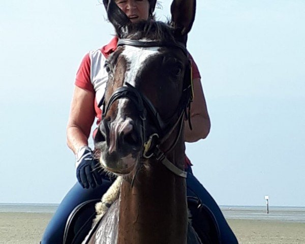 dressage horse Karolus Magnus 3 (Trakehner, 2012, from Rheinklang)