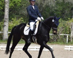 dressage horse Einfach Erich (Hanoverian, 2018, from Emilio)