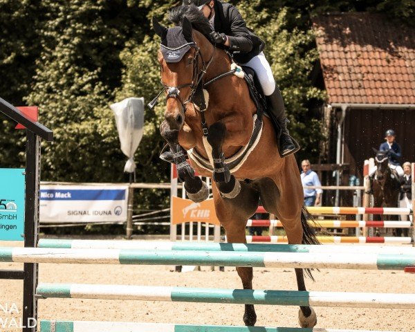 jumper Ami le diamont (German Sport Horse, 2012, from Champion de Cord)