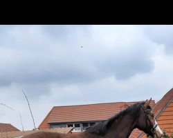 Pferd Little Komanschi (Holsteiner, 2018, von Loveless)