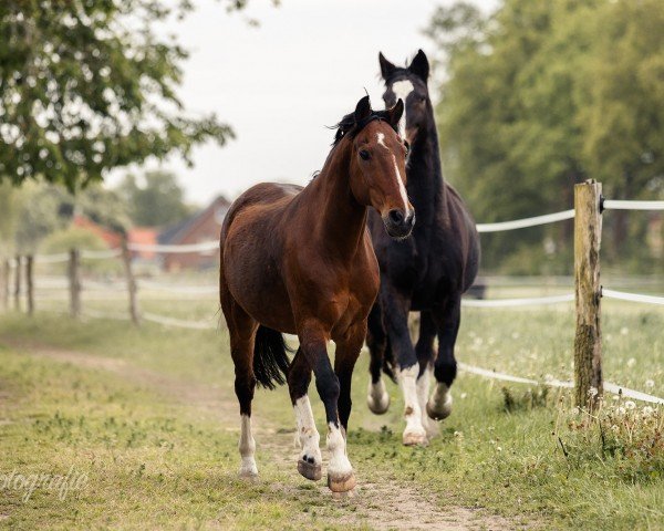 jumper Hans-Peter (New Forest Pony, 1999, from Anydale Nico)