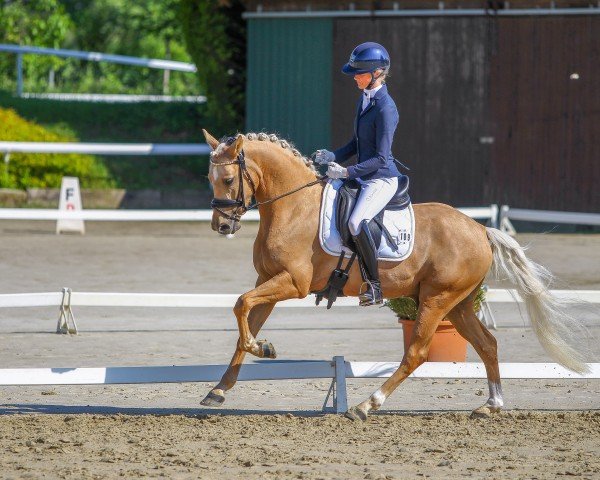 dressage horse Delongi (German Riding Pony, 2020, from D-Gold AT NRW)