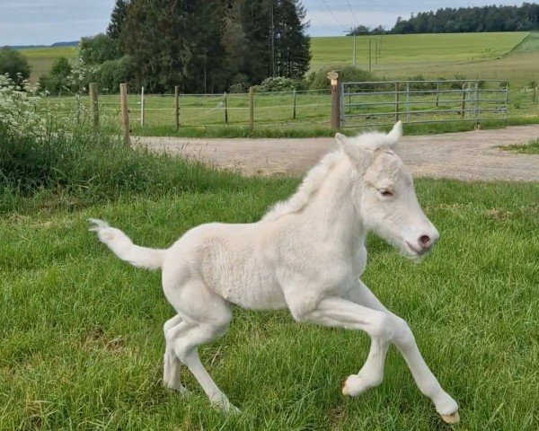 Fohlen von Santi (Fjordpferd, 2024, von Skian)