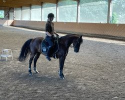 horse Enigma (German Riding Pony, 2016, from Arvalon Casparov)