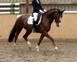 broodmare Fidertänzerin 2 (Hanoverian, 2009, from Fidertanz)