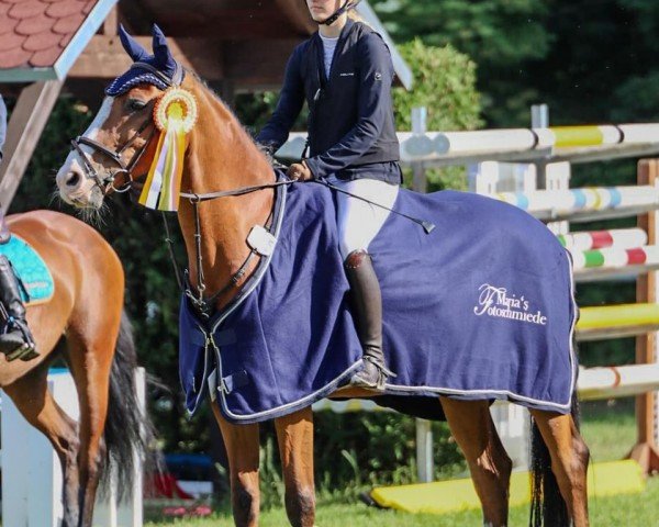 jumper Cash in the tash (Holsteiner, 2009, from Cassiano)