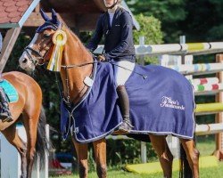 Springpferd Cash in the tash (Holsteiner, 2009, von Cassiano)