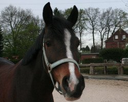 broodmare Vivien (German Riding Pony, 2003, from Villeneuve I)