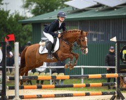 horse Special Day Date (German Riding Pony, 2009, from Dance of Joy W)