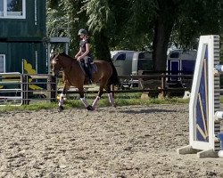 dressage horse Bryntywod Captain Morgan (Welsh-Cob (Sek. C), 2009)