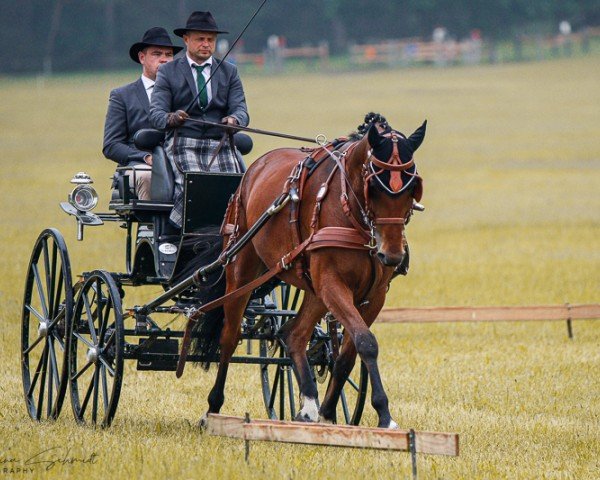 horse Lord 1202 (German Sport Horse, 2019, from Laurent)