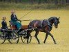 dressage horse Quirabell 2 (German Sport Horse, 2011, from Quaterback)