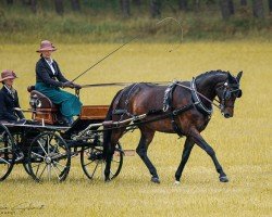 dressage horse Quirabell 2 (German Sport Horse, 2011, from Quaterback)