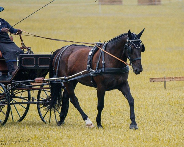 Zuchtstute Olga 155 (Sächs.-Thür. Schweres Warmbl., 2015, von Goliath)