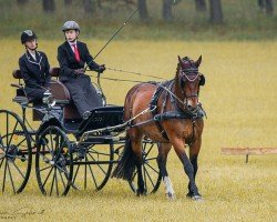 Pferd Lukas Podolski (Sächs.-Thür. Schweres Warmbl., 2006, von Lord Brown)