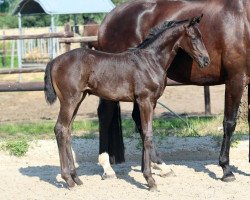 dressage horse Ma Cheri (Oldenburg, 2021, from Total McLaren)