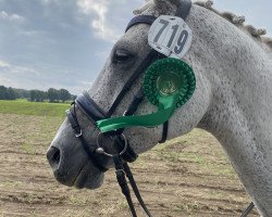 dressage horse Con Fuego D (German Sport Horse, 2003, from Cerasus Karat)